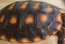 亚种分化，是现存最古老的爬行动物之一