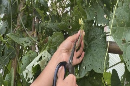 丝瓜结瓜后怎么管理，结出丝瓜之后再修剪比较好