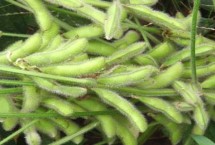 东农豆127大豆栽培技术要点，该品种无限结荚习性