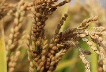 五优116水稻栽培技术要点，感温籼型三系杂交水稻品种