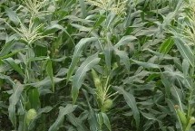 SK4517玉米栽培技术要点，中抗茎腐病