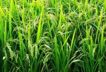 Q两优851水稻栽培技术要点，籼型两系杂交水稻品种