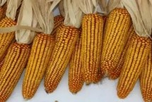 威卡1121玉米栽培技术要点，注意防治茎腐病