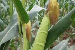 广德9玉米栽培技术要点，每公顷种植密度超过6万株