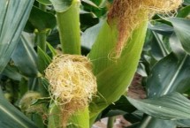 新美甜18玉米栽培技术要点，高抗南方锈病