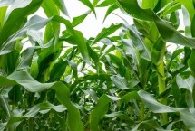 登海682玉米栽培技术要点，适宜密度为每亩4500株左右