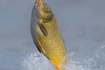 鱼为什么会往岸上跳，可能是水温变化所导致