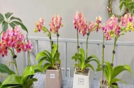 蝴蝶兰换盆注意事项，生长期对养分需求量较大