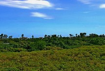 什么是海刀豆，海刀豆是主要附生植物