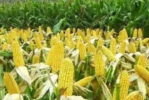 遵玉999玉米栽培技术要点，并每亩施尿素15千克