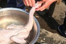 杀鸭割哪里，鸭毛需烫透后才好拔毛