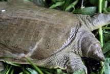 水鱼可以放生到河里吗，可以放生但要选择放到小河中