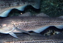 明太鱼的繁殖方式，学名叫做黄线狭鳕