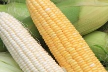 北青1701玉米栽培技术要点，注意防治丝黑穗病