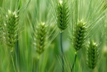 东昌370小麦栽培技术要点，为强筋品种