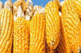 红育1号玉米品种详细介绍，生育期113-128天