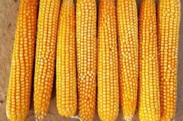 T3191T玉米栽培技术要点，适宜在肥力中上等的地块种植