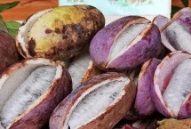 八月瓜的主要价值，一般在8-9月份播种