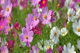 格桑花凋谢后什么时候采种，也叫波斯菊、金露梅等