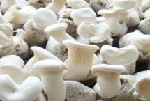 新疆哈密瓜的品种，喀纳斯蜜瓜被誉为“阿山一绝”