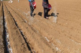 防治甘薯块畸型的方法，给薯田施肥应施足基肥