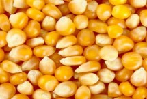 种子的审定编号的作用是什么，纯度要在96%以上