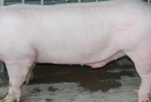 中国土猪品种，包括杜洛克、成华猪、大白猪、长白猪等种类