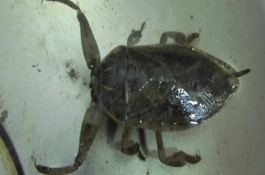 为什么农民伯伯都讨厌大田鳖，首先把屁股上的尿囊拔出再油炸