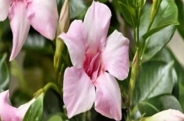 飘香藤僵苗了怎么办，春秋季可每隔2天浇一次水