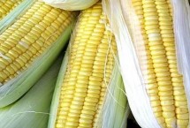 金瑞716玉米栽培技术要点，夏播适宜在5月中旬前播种