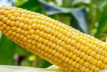 荃卡玉159玉米栽培技术要点，防治地下害虫
