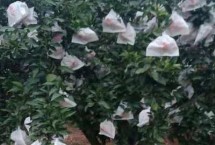 脐橙怎么施肥，先套内膛果、再套外膛果