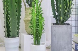 摆放龙骨花的禁忌，卧室、阴凉处、财神位都不能摆放