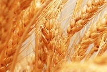 郑麦5135小麦栽培技术要点，全生育期229.4天