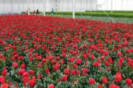 玫瑰花出现很多小虫子如何处理，花期时以磷钾肥为主。