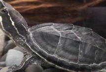 麝香龟能长多大，喜欢偏高的水温