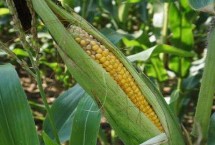 黄羊168玉米栽培技术要点，4月中旬播种