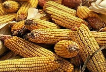 吉农玉580玉米栽培技术要点，中等肥力以上地块栽培