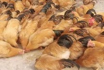 什么鸡品种适合农村散养，这五个品种很不错