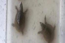 甲鱼下蛋了怎么孵化，以33℃左右为宜