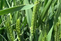 运旱1392小麦栽培技术要点，全生育期246.6天