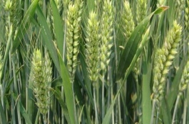 登峰168小麦栽培技术要点，抽穗至始花期及时防治蚜虫