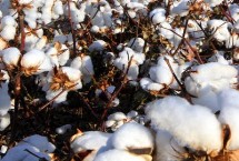 中棉9934棉花栽培技术要点，地膜覆盖播期4月15-25日