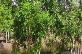 白蜡树的繁殖方法,一般都在5元以上一株