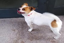 狗狗半夜不睡觉该如何解决，可能是白天睡多了或想引起主人的注意等