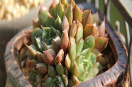 多肉的品种介绍，建议选择排水性能好的花盆