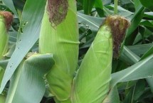 致泰1901玉米栽培技术要点，密度4000株/亩左右