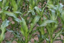 傲单6玉米栽培技术要点，在适应区5月5日左右播种