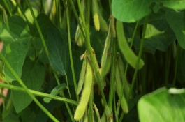 中赣601大豆栽培技术要点，5月底至6月中上旬播种