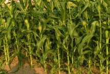 金玉358玉米栽培技术要点，适宜密度为每亩5000株左右